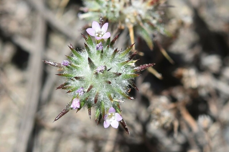 Navarretia crystallina photo 5