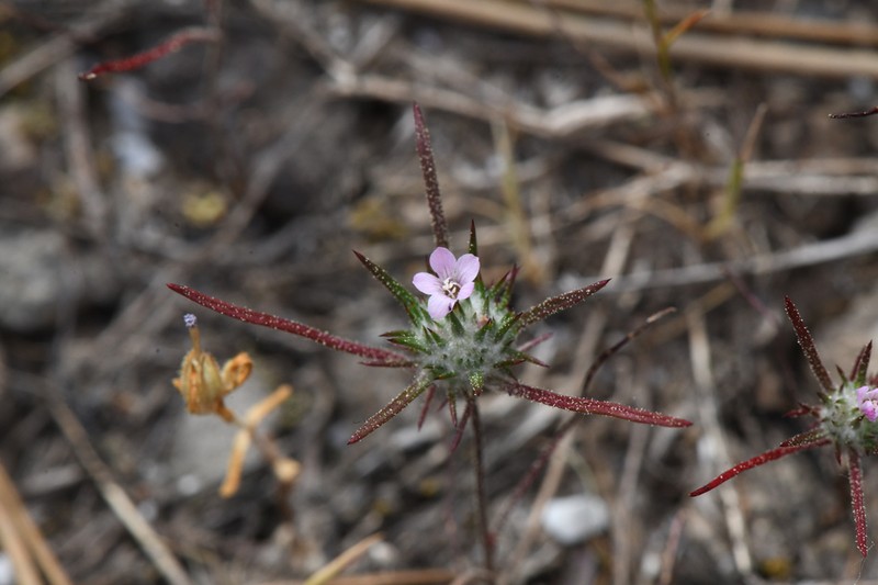 Navarretia crystallina photo 6