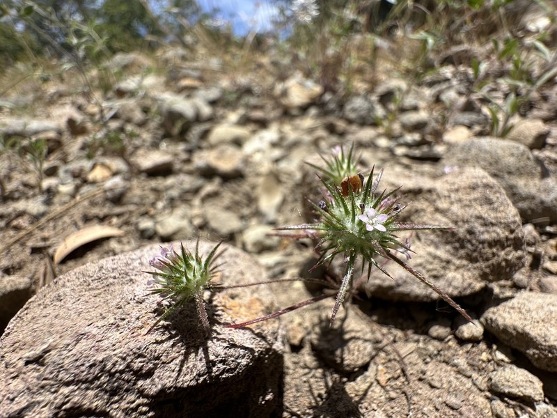 Navarretia crystallina photo 7