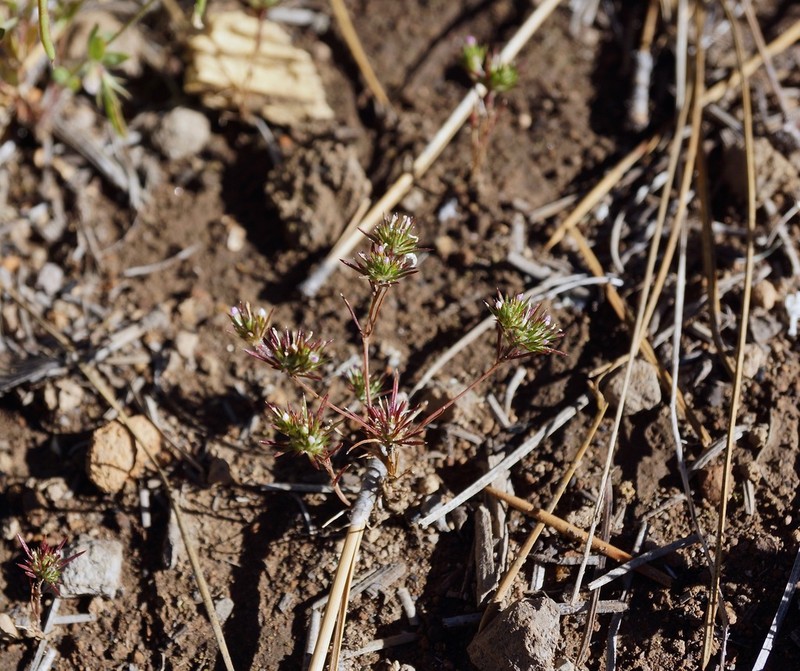 Navarretia crystallina photo 8