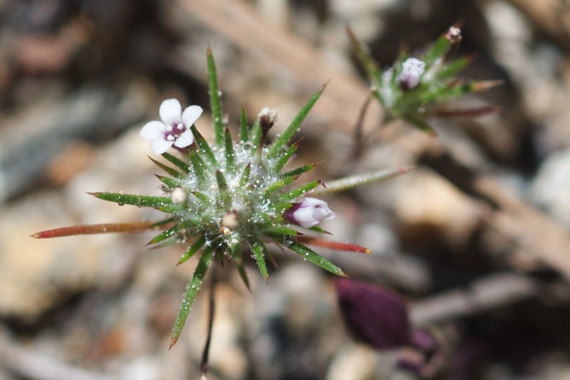 Divaricate Navarretia