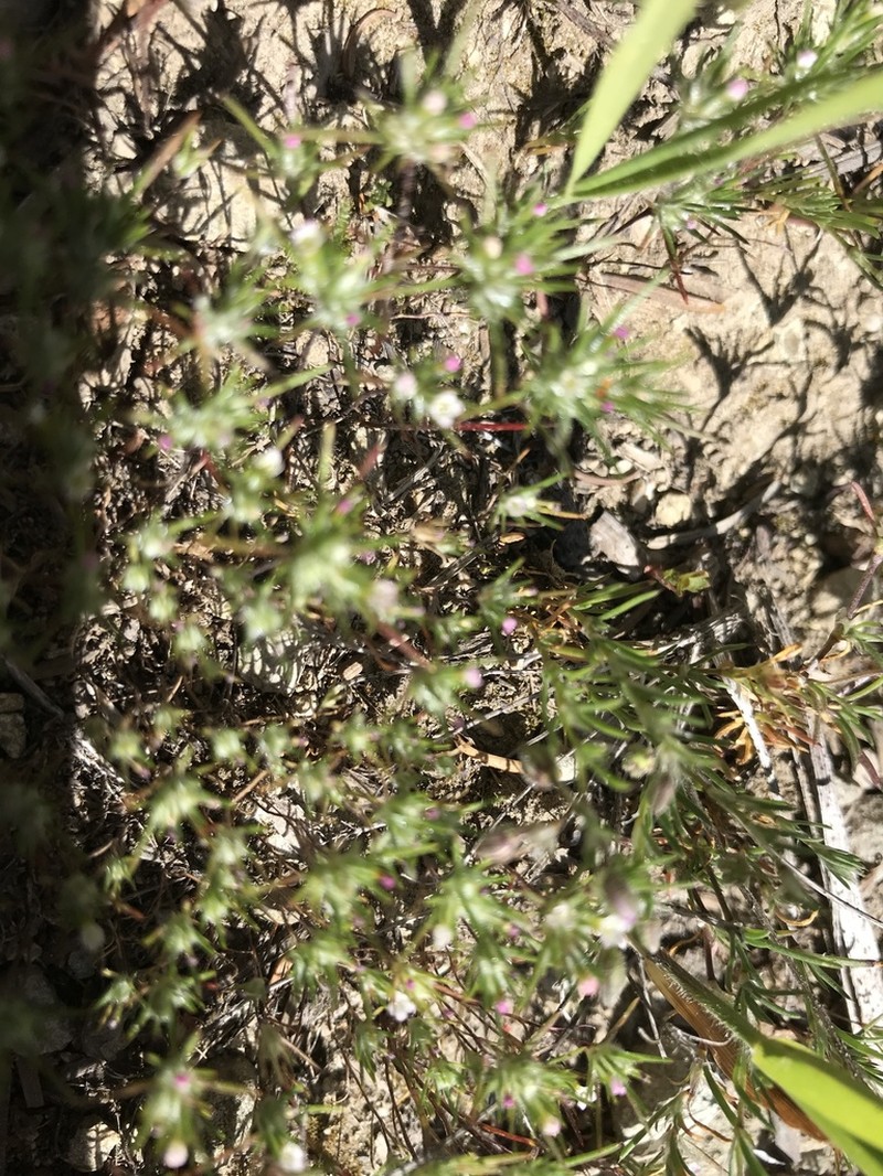 Divaricate Navarretia photo 5