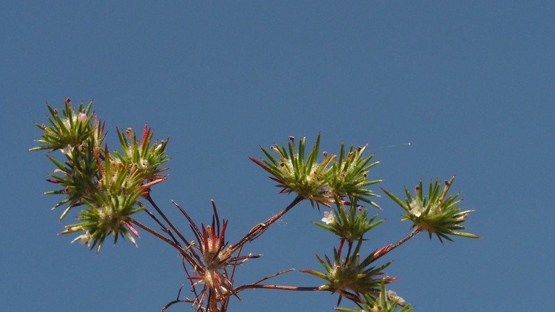 Divaricate Navarretia photo 6