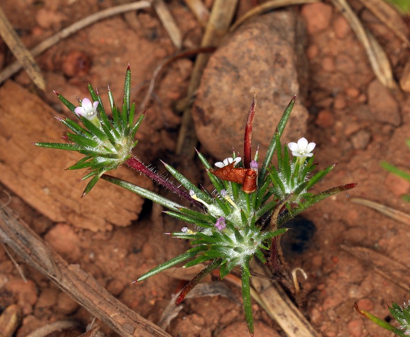 Divaricate Navarretia photo 7