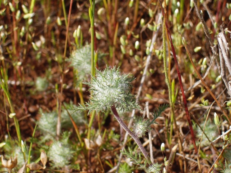 Hoary Pincushionplant