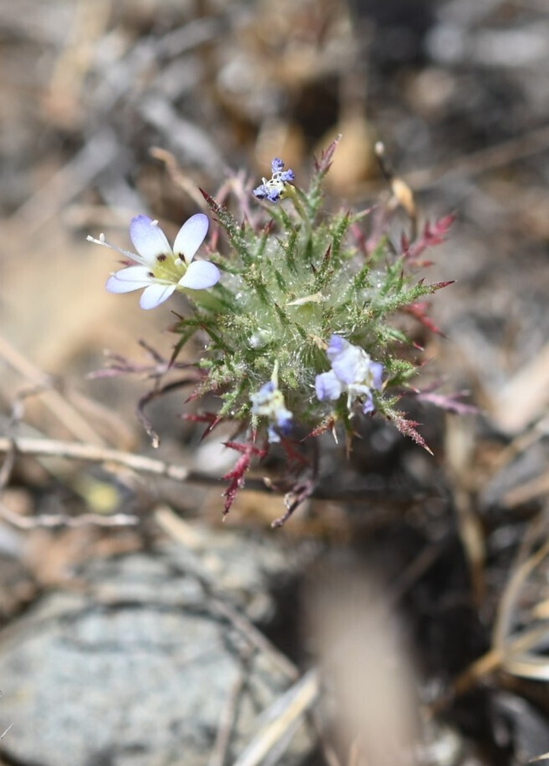 Hoary Pincushionplant photo 2