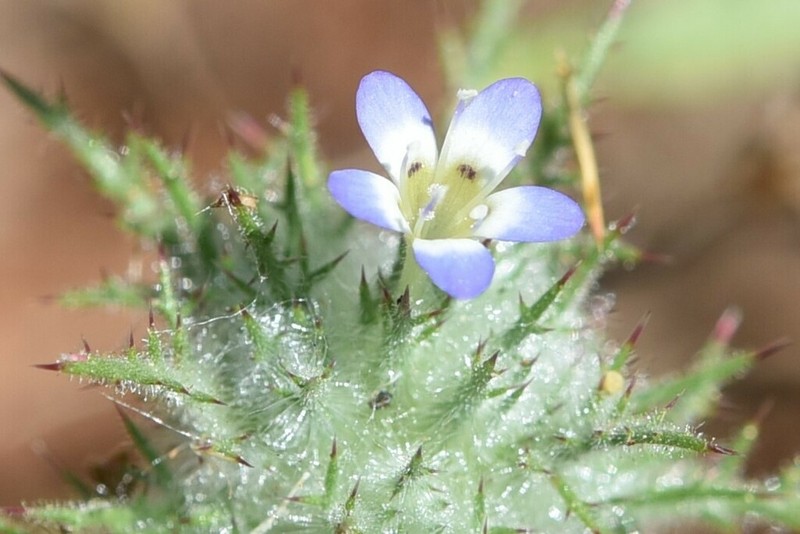 Hoary Pincushionplant photo 3