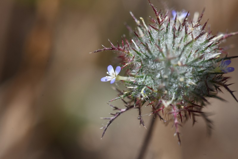 Hoary Pincushionplant photo 4