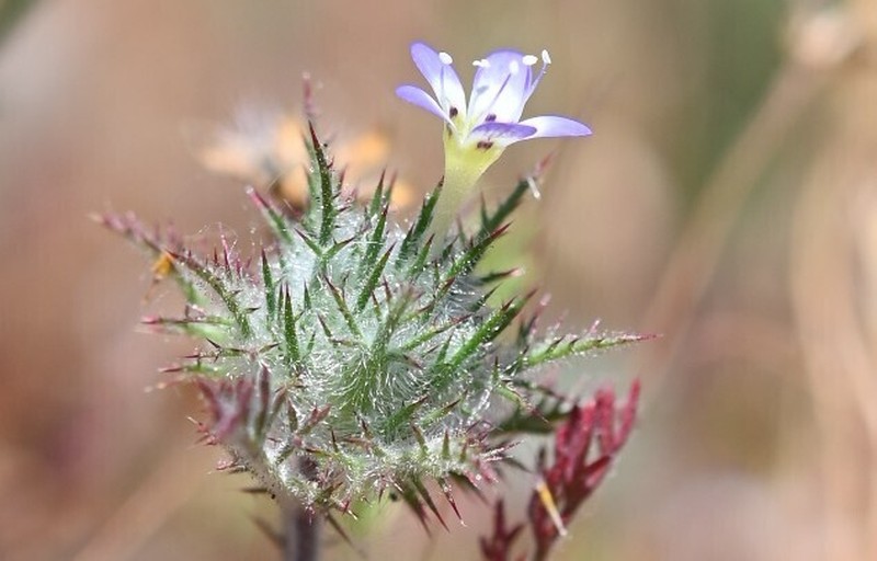 Hoary Pincushionplant photo 5