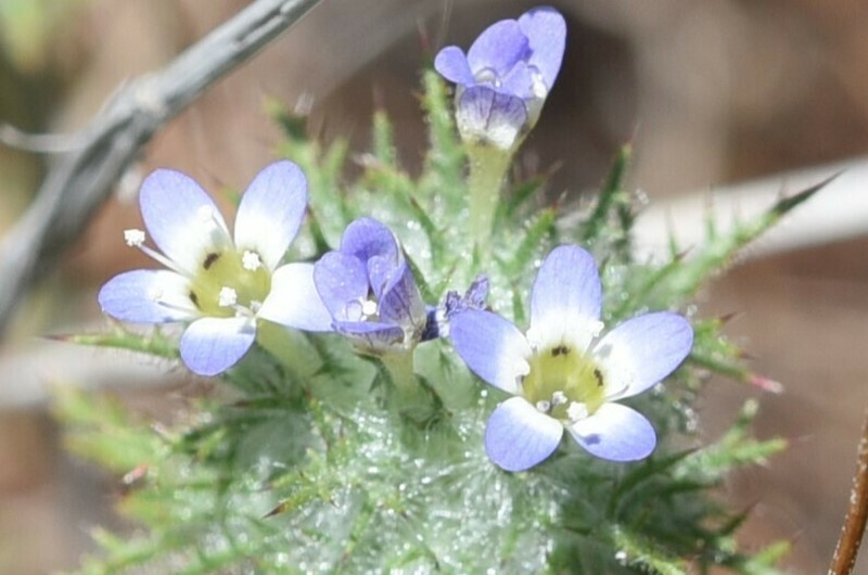 Hoary Pincushionplant photo 6
