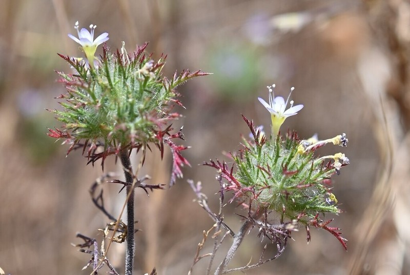 Hoary Pincushionplant photo 7