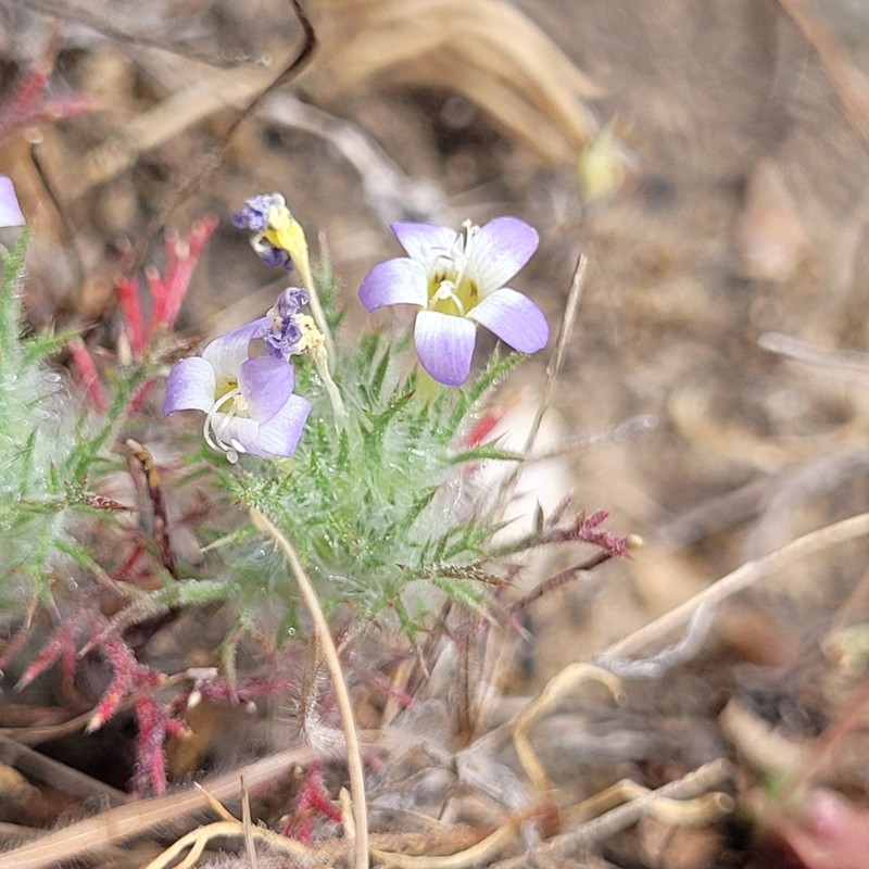 Hoary Pincushionplant photo 8
