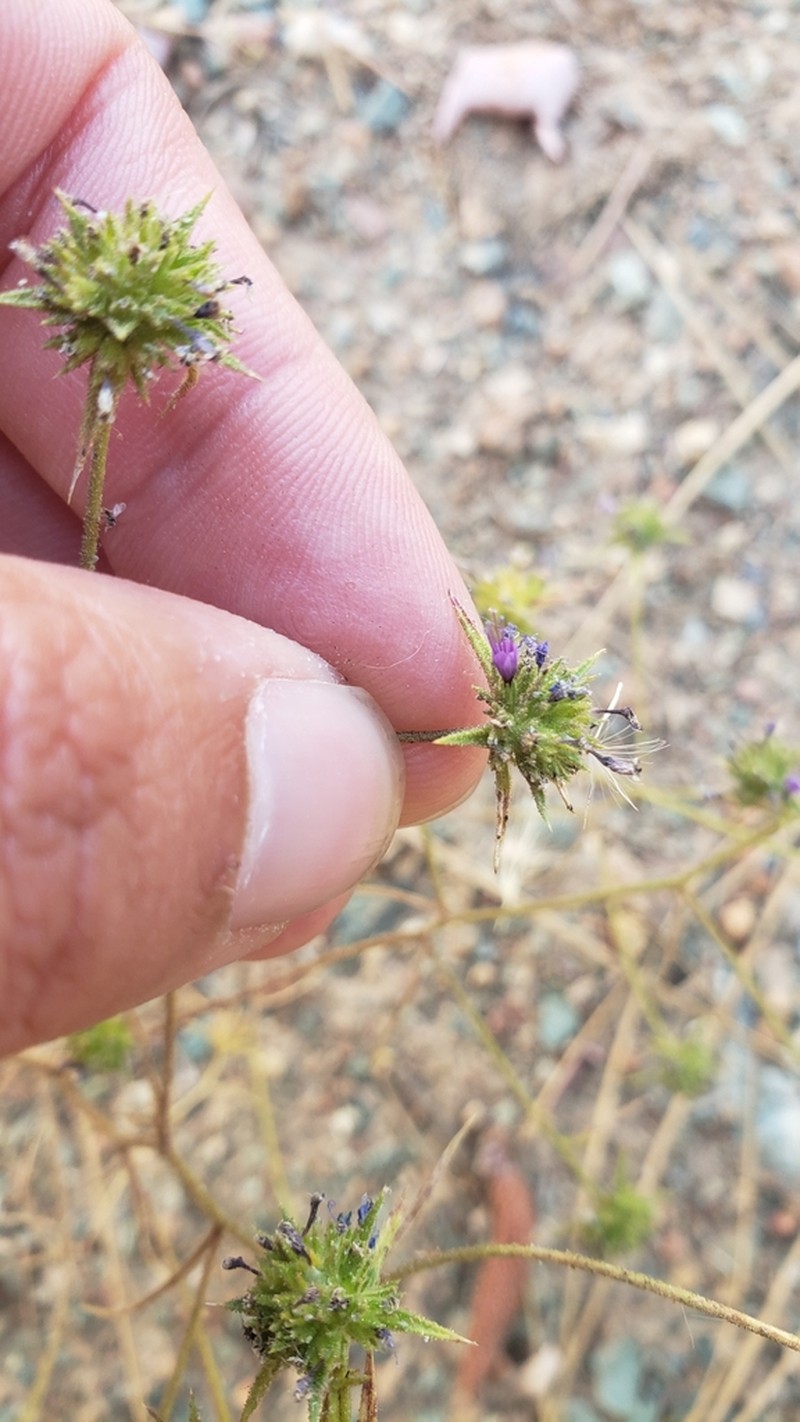 Threadstem Pincushionplant