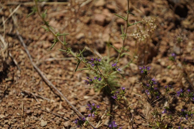 Threadstem Pincushionplant photo 3