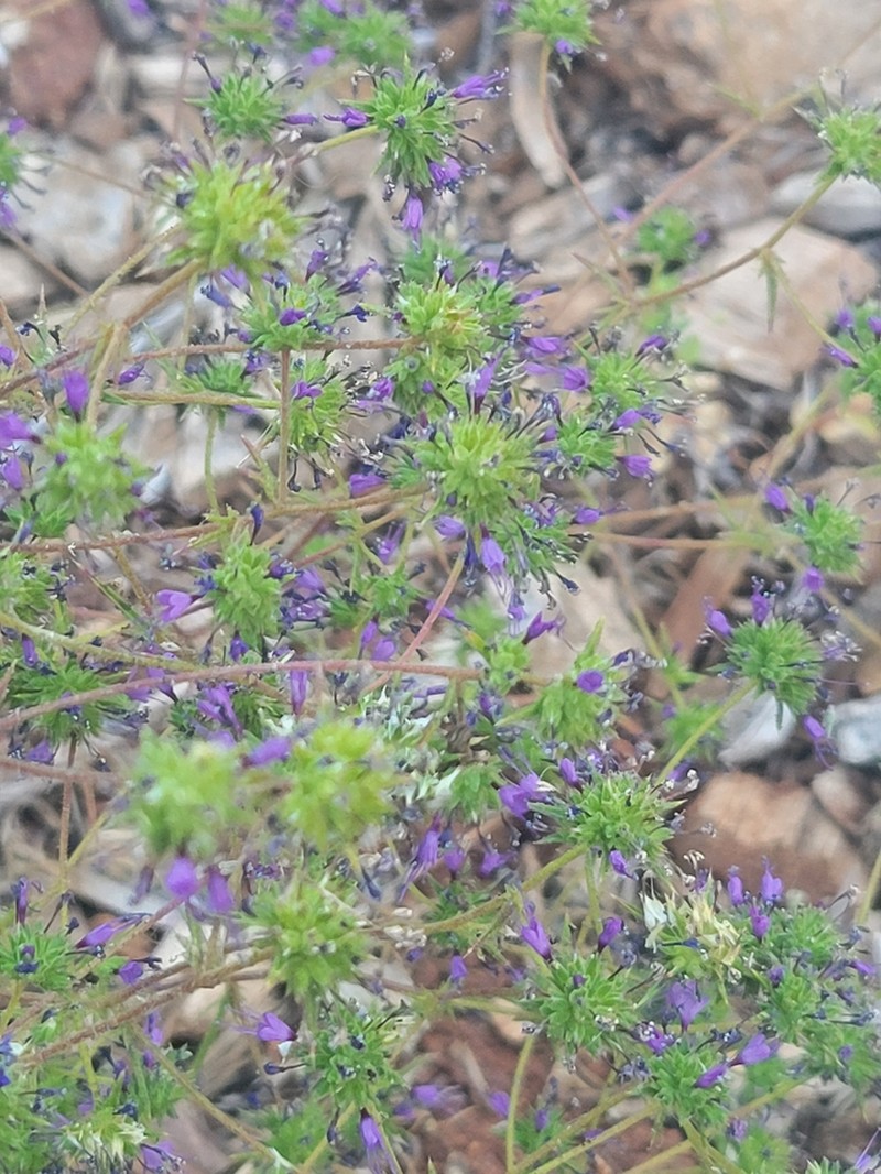 Threadstem Pincushionplant photo 6