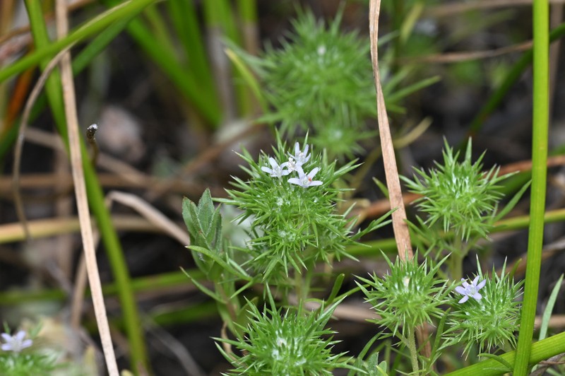 Spreading Navarretia photo 2