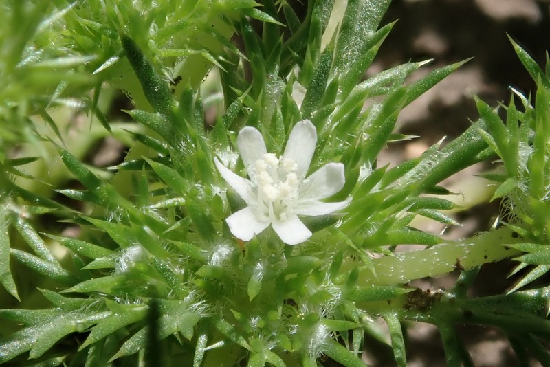 Spreading Navarretia photo 3