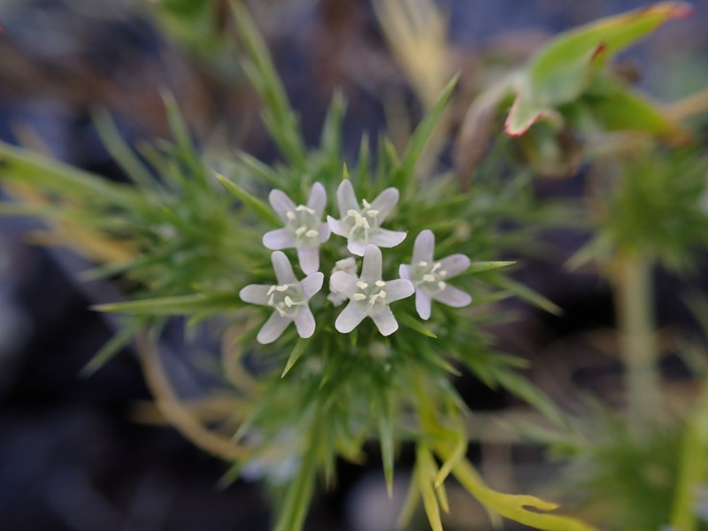 Spreading Navarretia photo 4