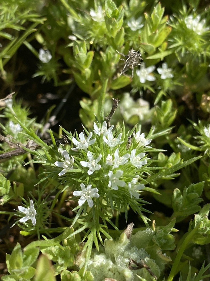 Spreading Navarretia photo 5