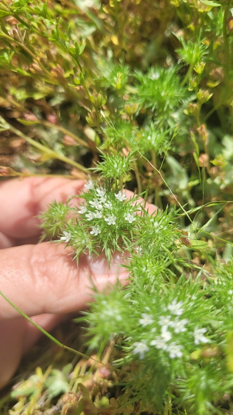 Spreading Navarretia photo 6