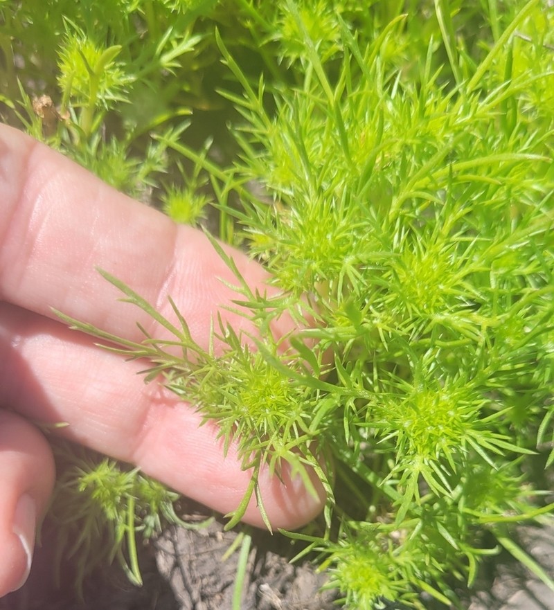 Spreading Navarretia photo 7