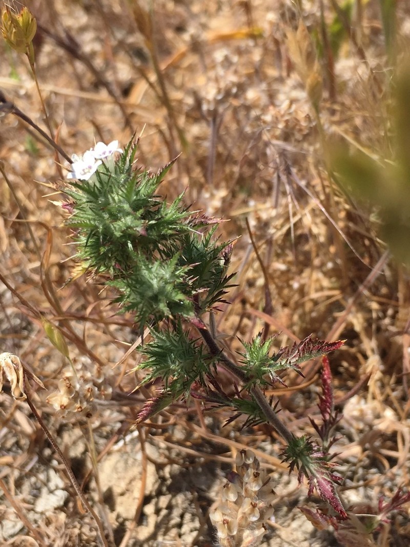 Navarretia gowenii