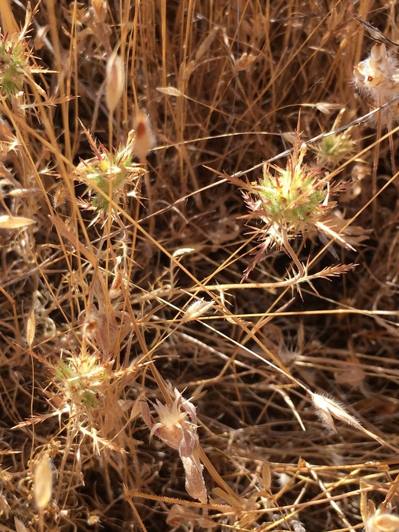Navarretia gowenii photo 2