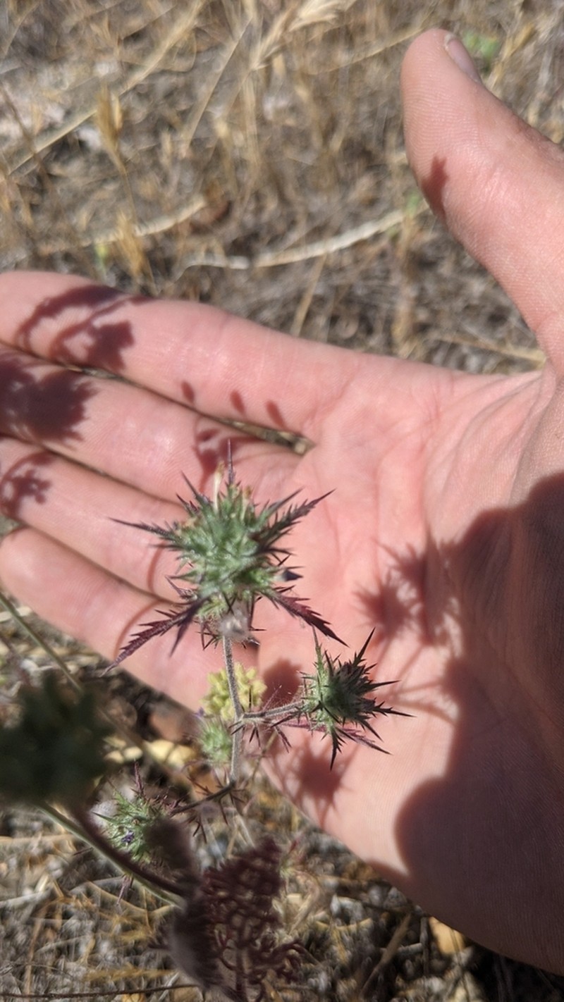 Navarretia gowenii photo 3