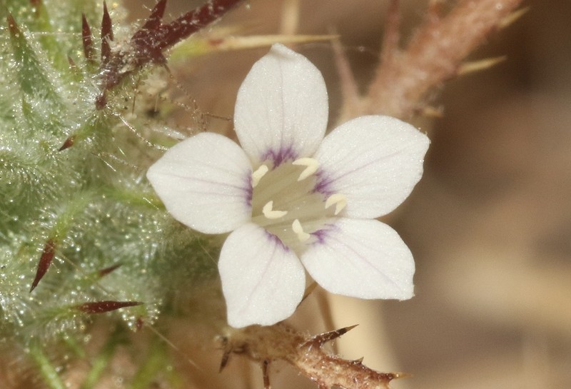 Navarretia gowenii photo 4
