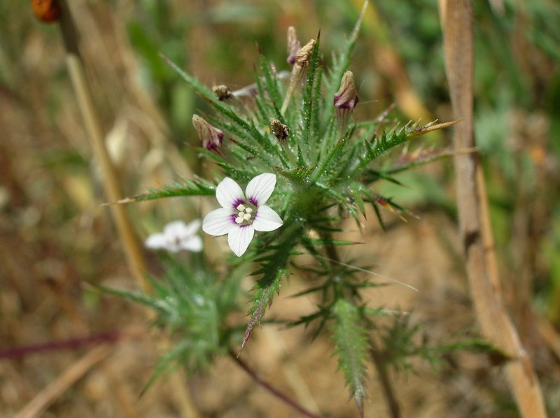 Navarretia gowenii photo 5