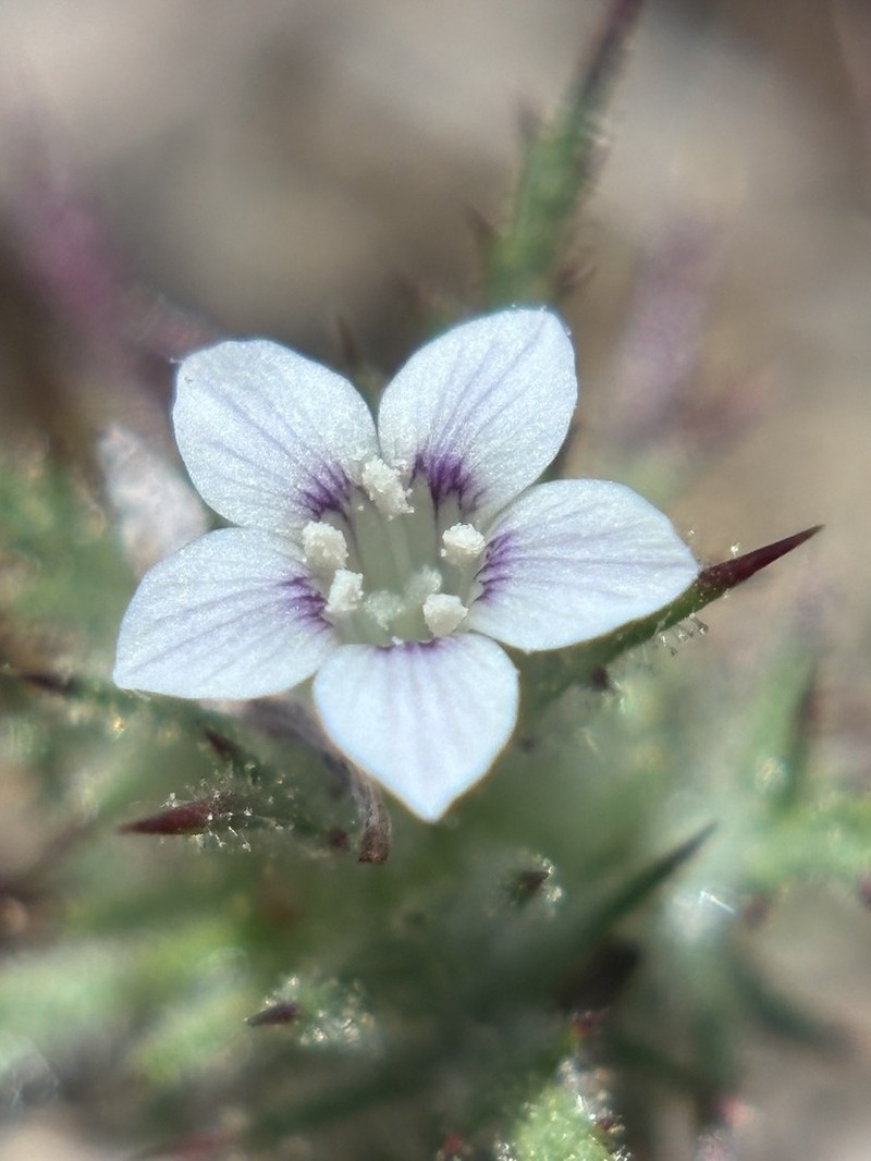 Navarretia gowenii photo 6