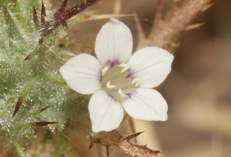 Navarretia gowenii photo 8