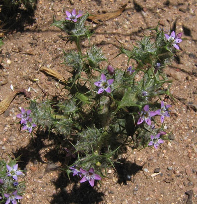 Hooked Pincushionplant