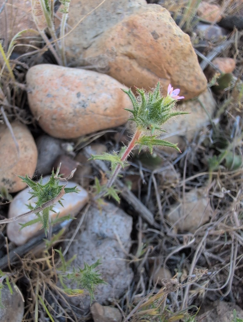 Navarretia hamata subsp. hamata