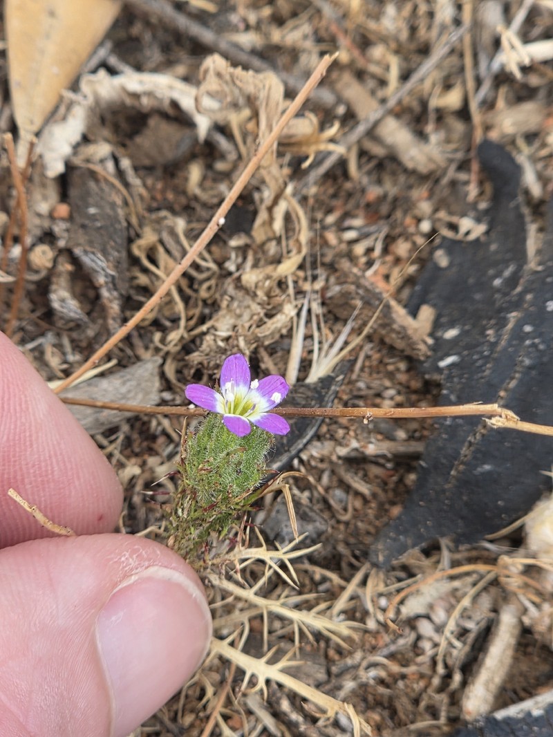 Navarretia hamata subsp. hamata photo 2