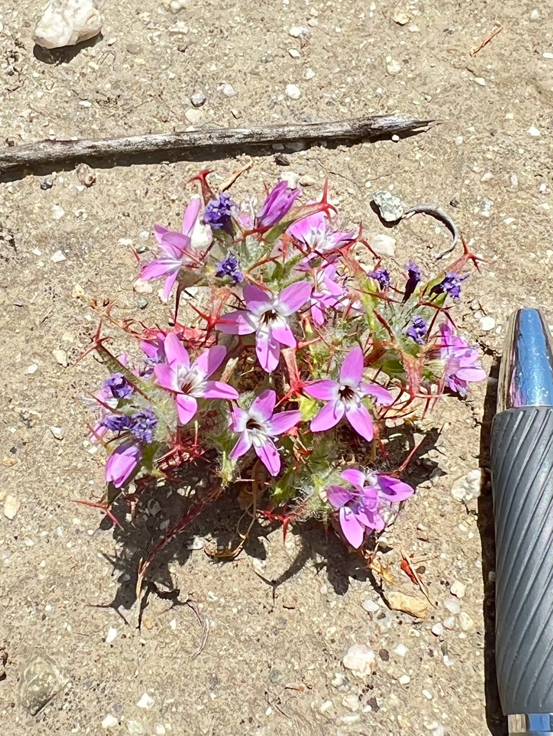 Navarretia hamata subsp. hamata photo 3