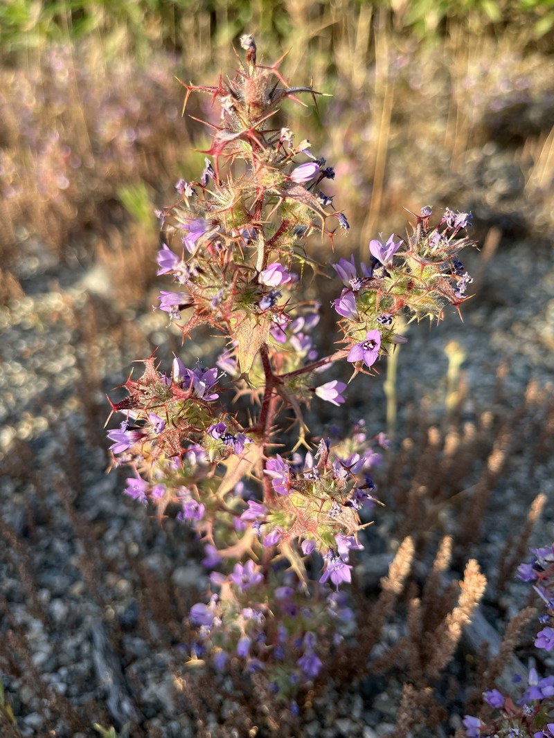 Navarretia hamata subsp. hamata photo 5
