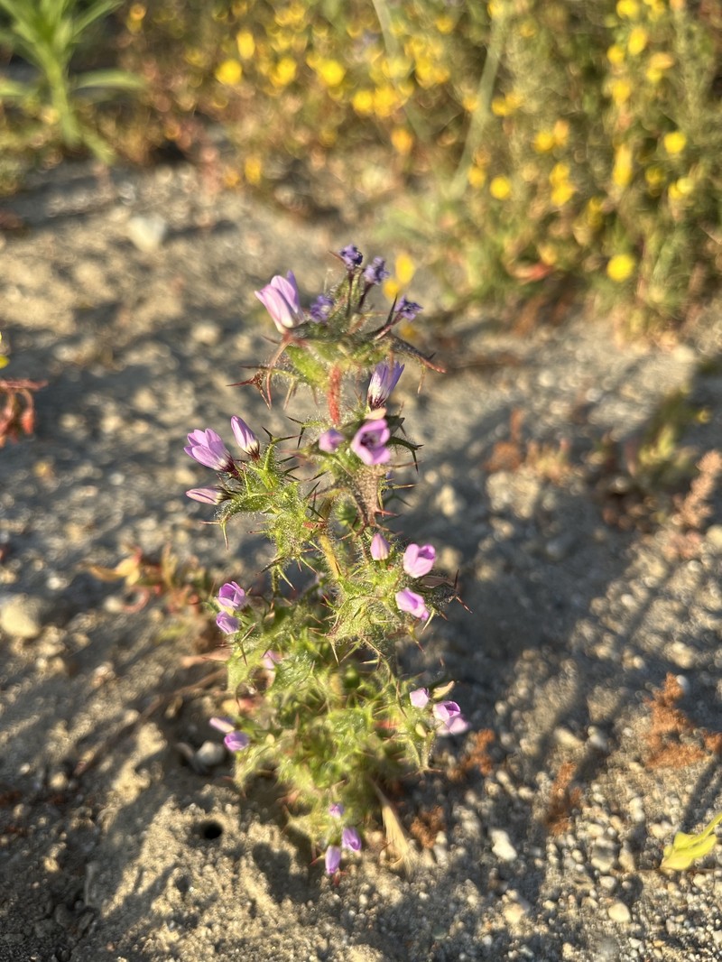 Navarretia hamata subsp. hamata photo 6