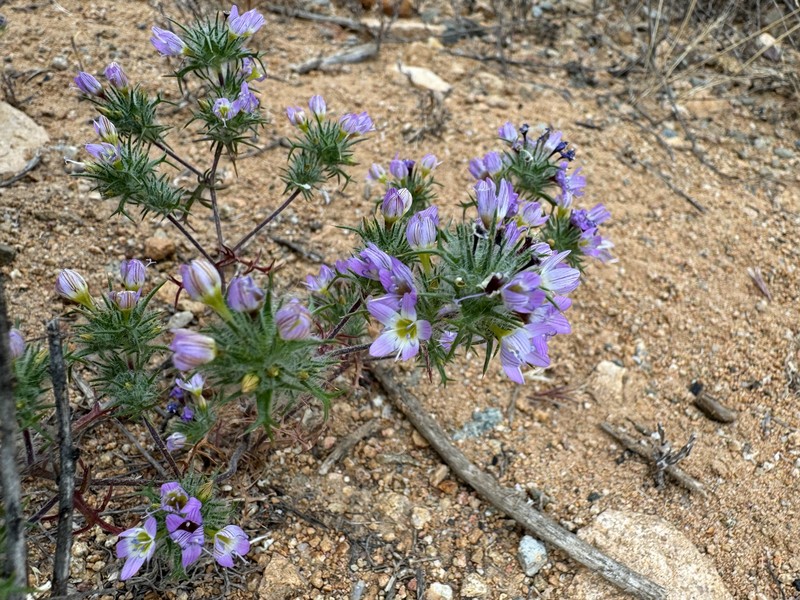 Navarretia hamata subsp. hamata photo 7
