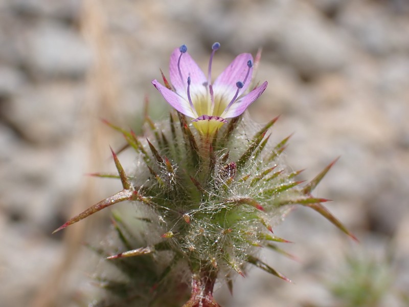Navarretia hamata subsp. hamata photo 8