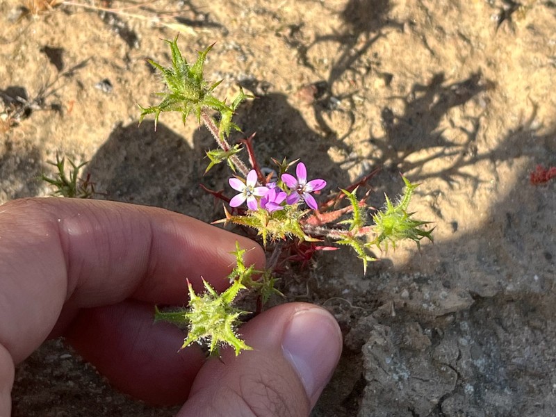 Navarretia hamata subsp. leptantha