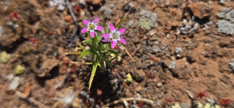 Navarretia hamata subsp. leptantha photo 2