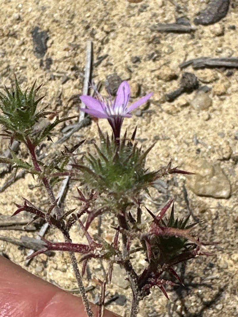 Navarretia hamata subsp. leptantha photo 3