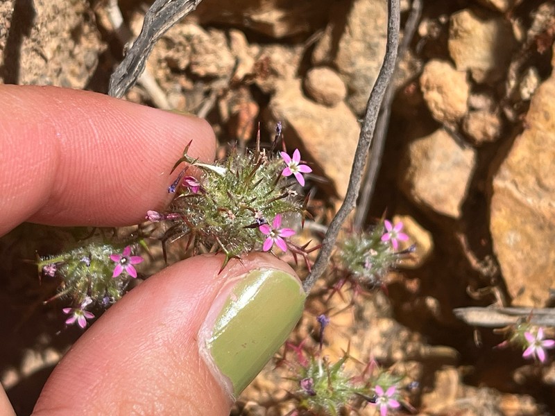 Navarretia hamata subsp. leptantha photo 4