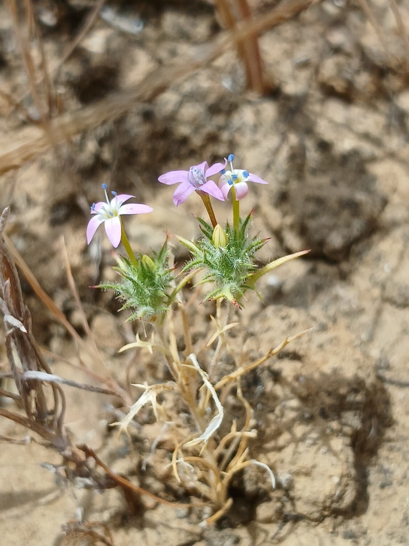 Navarretia hamata subsp. leptantha photo 5