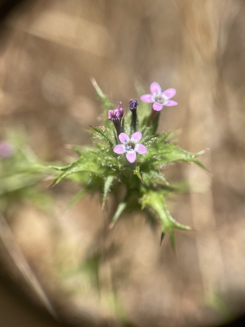 Navarretia hamata subsp. leptantha photo 6