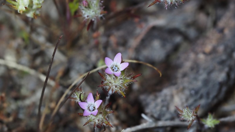 Navarretia hamata subsp. leptantha photo 7