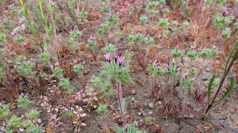 Navarretia hamata subsp. leptantha photo 8