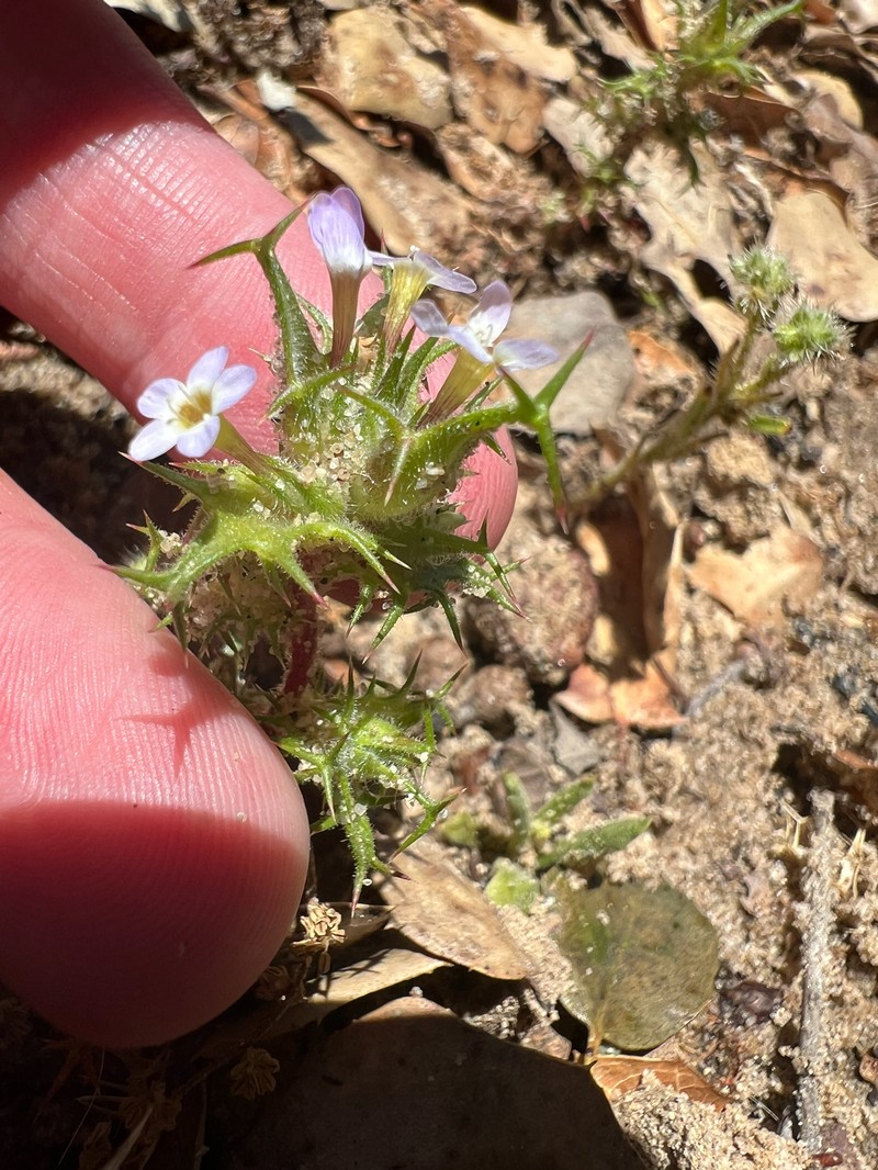 Navarretia hamata subsp. parviloba