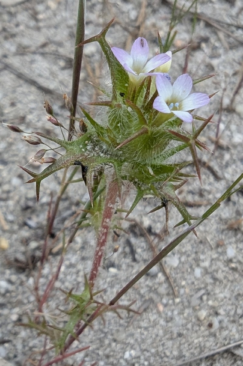 Navarretia hamata subsp. parviloba photo 2